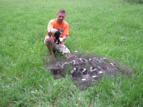 12 skunks in one day by suburban wildlife control